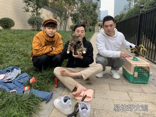 猫咪领养平台(猫咪领养平台有哪些)