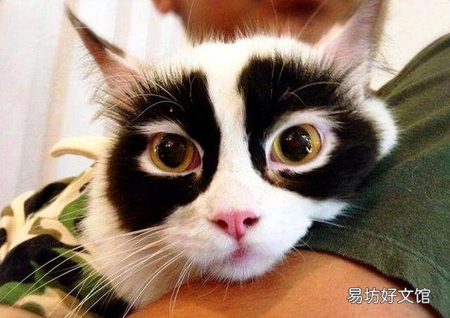 中华田园奶牛猫图片(奶牛猫图片大全可爱)