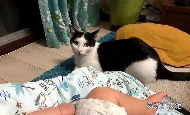 中华田园奶牛猫图片(奶牛猫图片大全可爱)