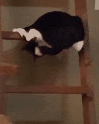 中华田园奶牛猫图片(奶牛猫图片大全可爱)