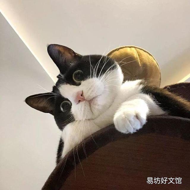 中华田园奶牛猫图片(奶牛猫图片大全可爱)