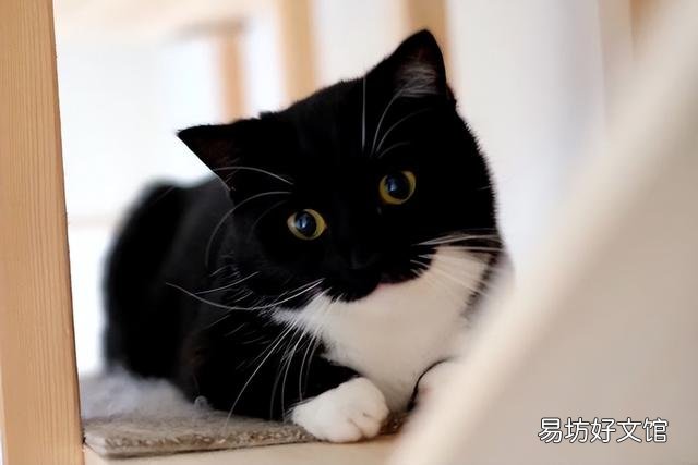 中华田园奶牛猫图片(奶牛猫图片大全可爱)