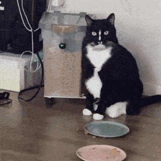 中华田园奶牛猫图片(奶牛猫图片大全可爱)