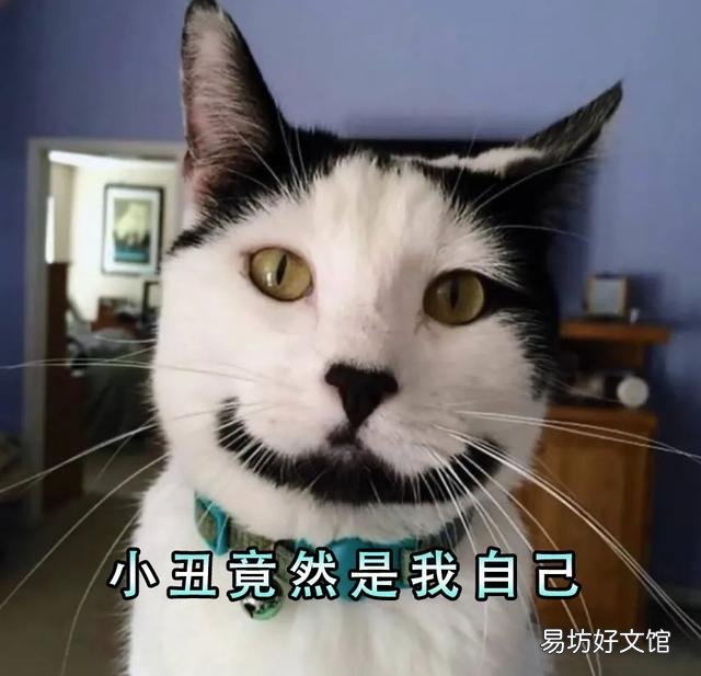 中华田园奶牛猫图片(奶牛猫图片大全可爱)