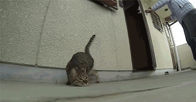 史上最可爱的猫咪图片(史上最可爱的猫咪图片大全)