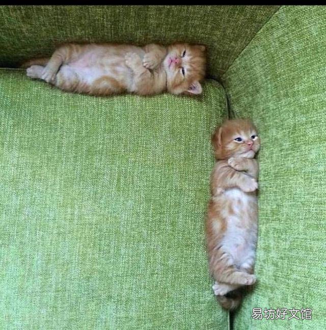 史上最可爱的猫咪图片(史上最可爱的猫咪图片大全)