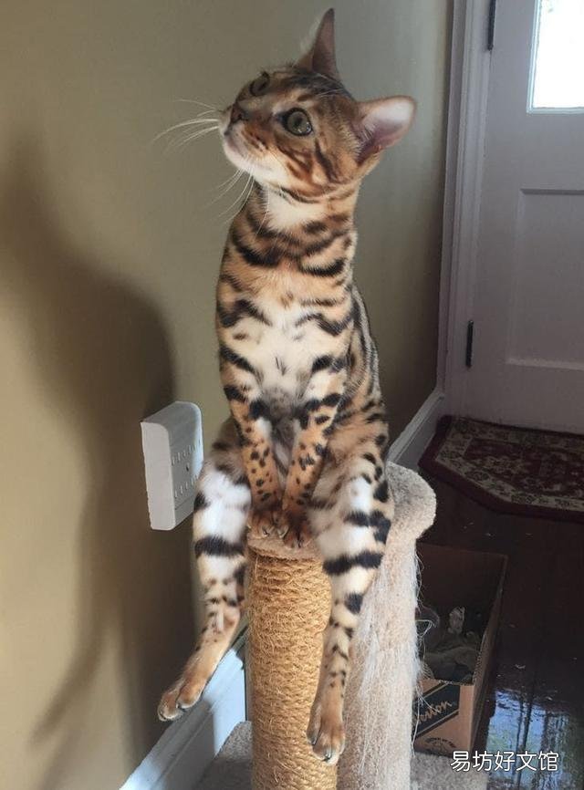 史上最可爱的猫咪图片(史上最可爱的猫咪图片大全)