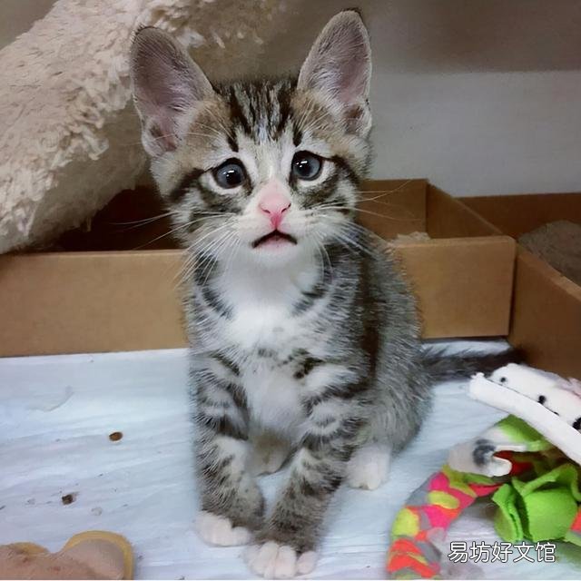 史上最可爱的猫咪图片(史上最可爱的猫咪图片大全)