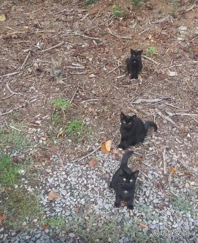 史上最可爱的猫咪图片(史上最可爱的猫咪图片大全)