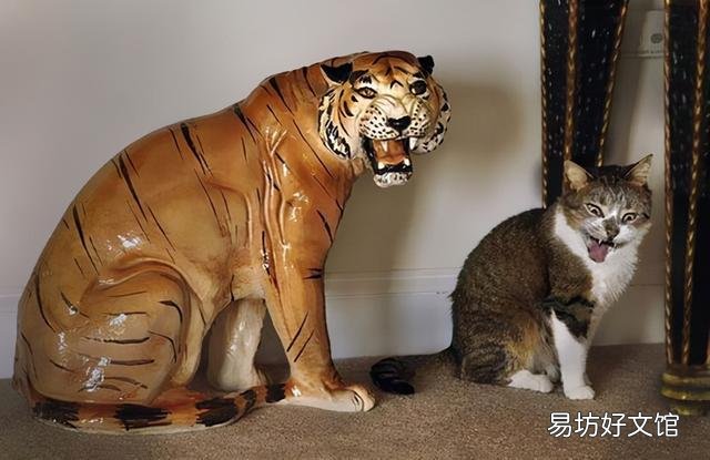 史上最可爱的猫咪图片(史上最可爱的猫咪图片大全)