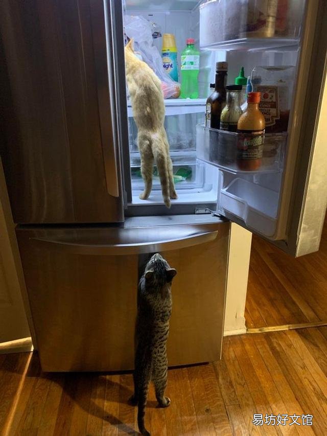 史上最可爱的猫咪图片(史上最可爱的猫咪图片大全)