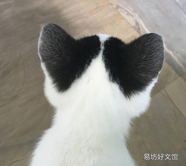 史上最可爱的猫咪图片(史上最可爱的猫咪图片大全)