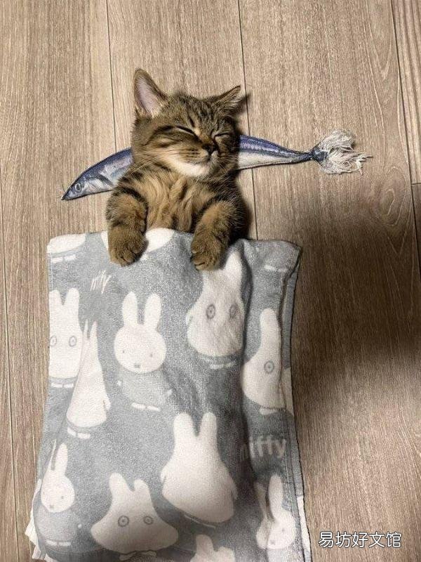 史上最可爱的猫咪图片(史上最可爱的猫咪图片大全)