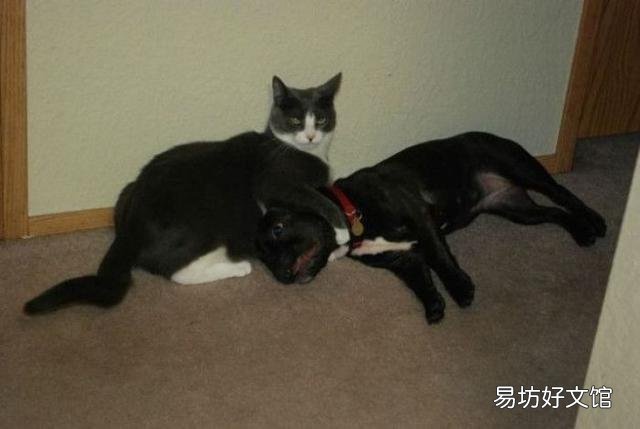 史上最可爱的猫咪图片(史上最可爱的猫咪图片大全)
