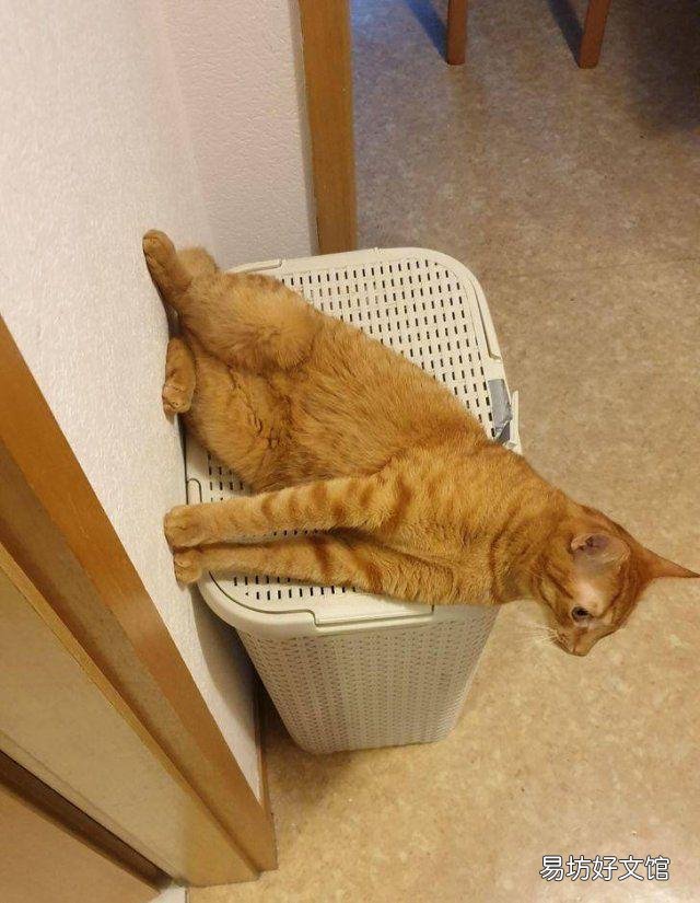 史上最可爱的猫咪图片(史上最可爱的猫咪图片大全)