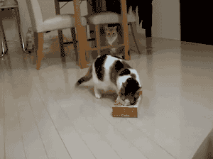 史上最可爱的猫咪图片(史上最可爱的猫咪图片大全)
