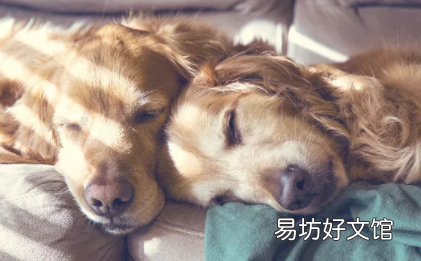 狗狗胆小怎么训练