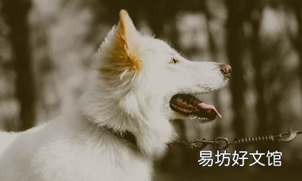 狗狗胆小怎么训练