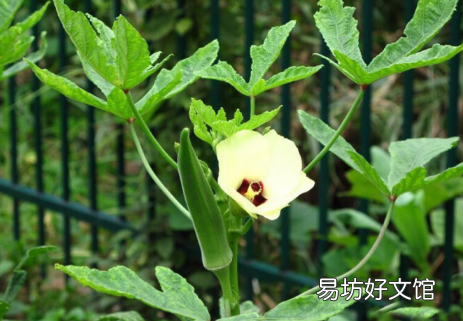 秋葵的种植时间怎么把握