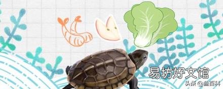 中华草龟金线龟怎么养 中华草龟怎么养