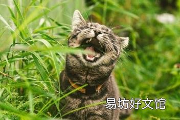 被猫咬了没出血有凸起的条杠 被猫咬了怎么办