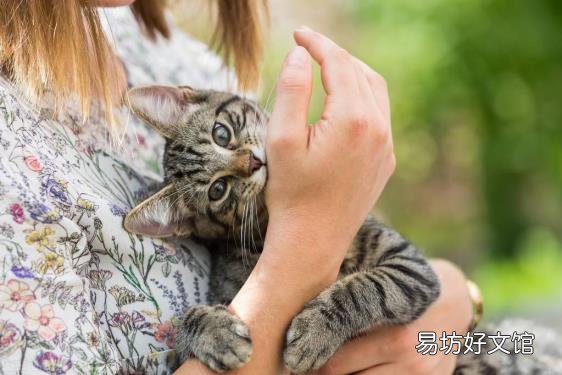 被猫咬了没出血有凸起的条杠 被猫咬了怎么办
