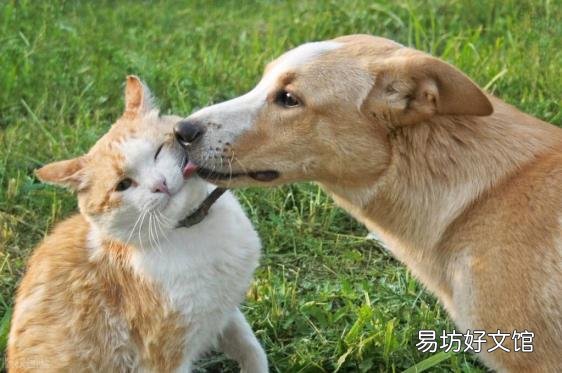 被猫咬了没出血有凸起的条杠 被猫咬了怎么办
