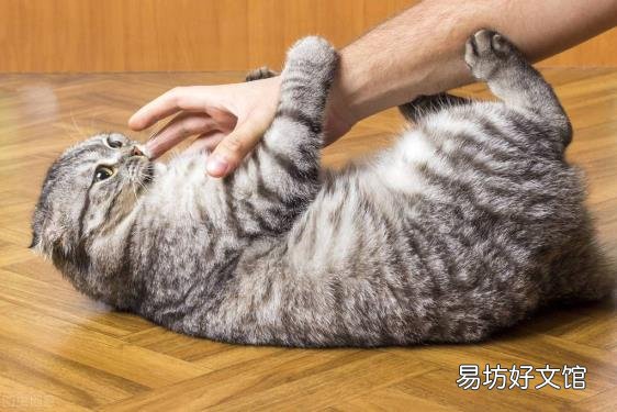 被猫咬了没出血有凸起的条杠 被猫咬了怎么办