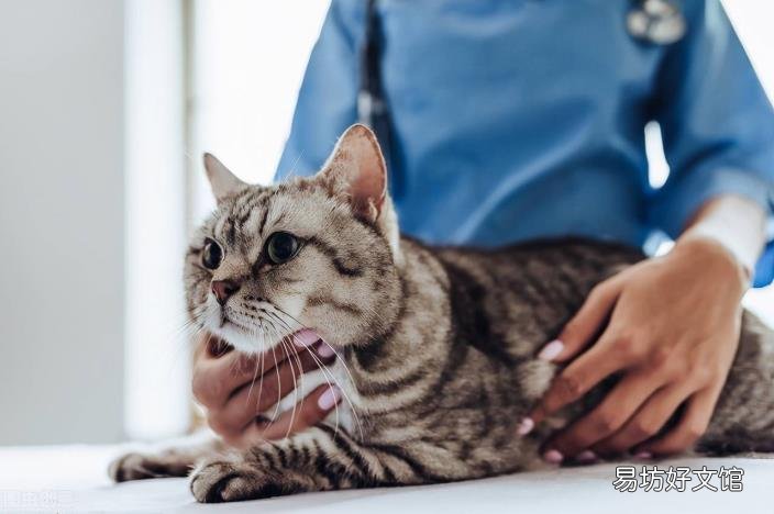 被猫咬了没出血有凸起的条杠 被猫咬了怎么办