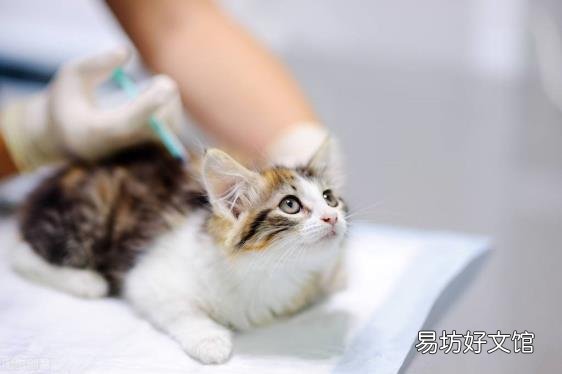 被猫咬了没出血有凸起的条杠 被猫咬了怎么办