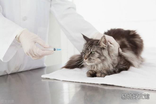 被猫咬了没出血有凸起的条杠 被猫咬了怎么办