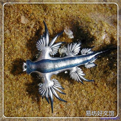 军用贝雷帽 绿色贝雷帽