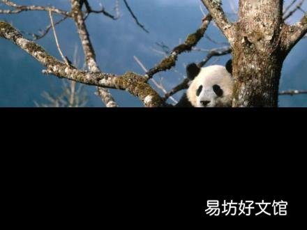 大熊貓的天敵是誰 熊貓怎么叫
