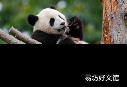 大熊貓的天敵是誰 熊貓怎么叫