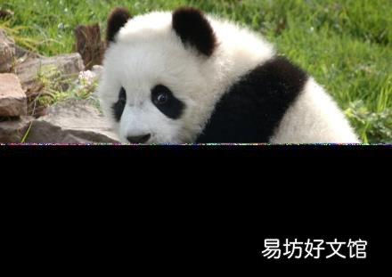 大熊貓的天敵是誰 熊貓怎么叫