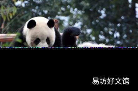 大熊貓的天敵是誰 熊貓怎么叫