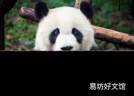 大熊貓的天敵是誰 熊貓怎么叫