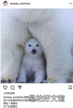 郑爽ins图女主 ins怎么上
