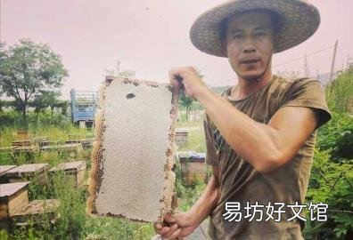 鉴别真假蜂蜜的几种简单方法 蜂蜜怎么辨别真假