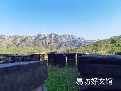 鉴别真假蜂蜜的几种简单方法 蜂蜜怎么辨别真假