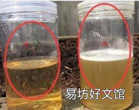 鉴别真假蜂蜜的几种简单方法 蜂蜜怎么辨别真假
