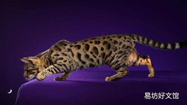 顺丰快递猫咪要多少钱(顺丰快递寄猫咪多少钱)