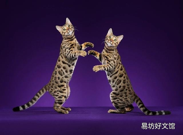 顺丰快递猫咪要多少钱(顺丰快递寄猫咪多少钱)