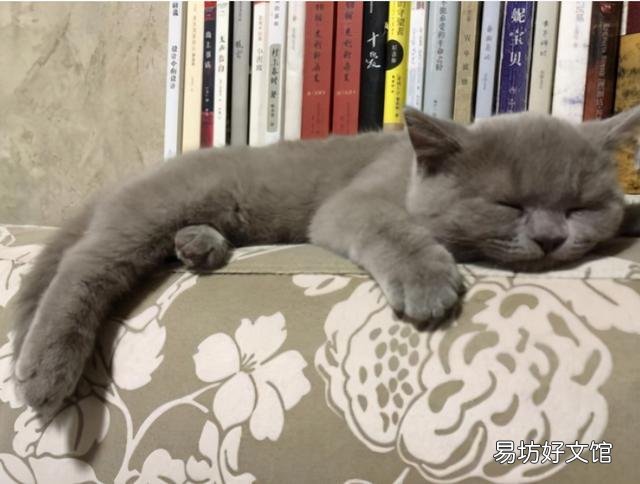蓝胖子猫好养吗(蓝胖子猫什么品种)