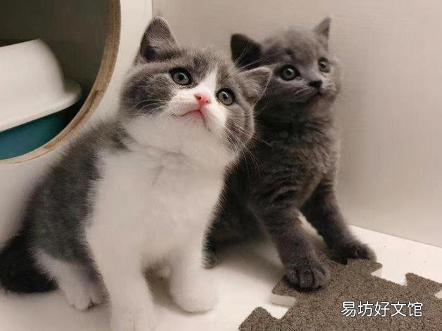 蓝胖子猫好养吗(蓝胖子猫什么品种)