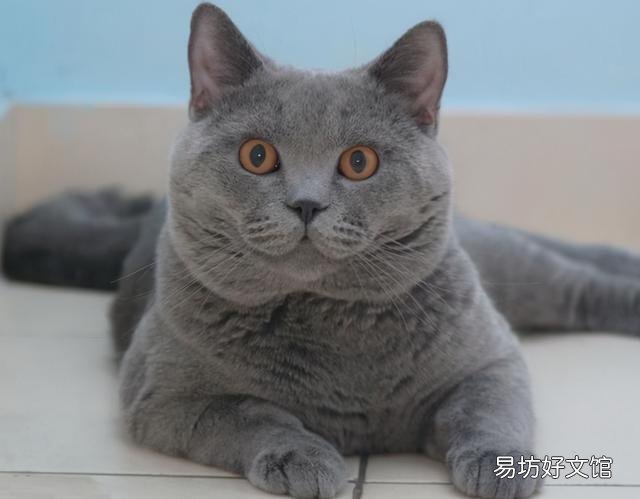 蓝胖子猫好养吗(蓝胖子猫什么品种)