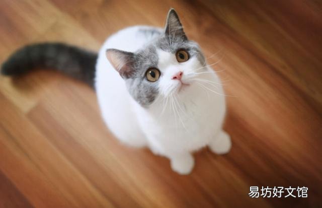 蓝胖子猫好养吗(蓝胖子猫什么品种)