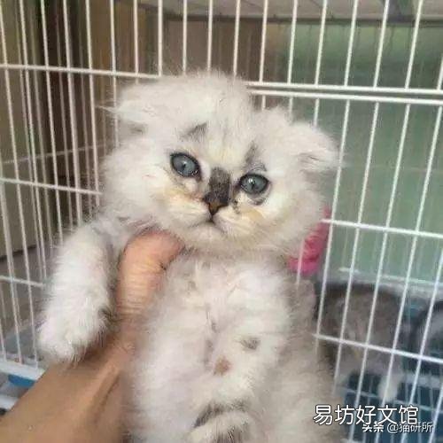 猫癣症状及图片大全(猫癣症状早期图片)