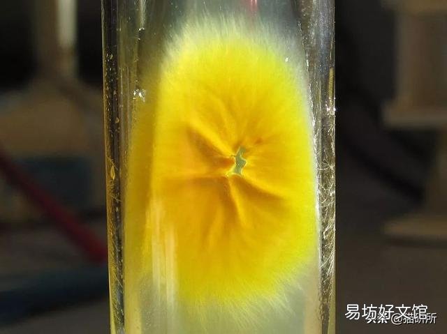 猫癣症状及图片大全(猫癣症状早期图片)
