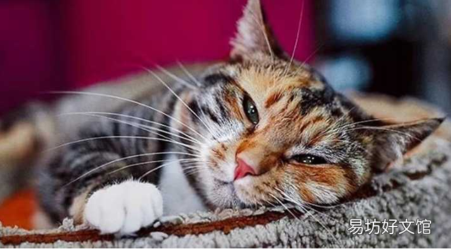 猫呼噜呼噜是什么意思(布偶猫呼噜呼噜是什么意思)